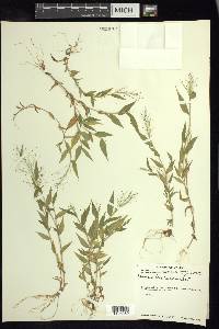 Panicum trichoides image