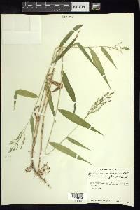 Panicum parviglume image