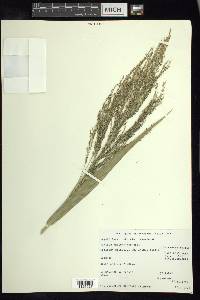 Panicum trichanthum image