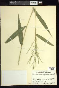 Panicum parviglume image