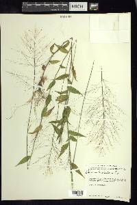 Panicum trichoides image