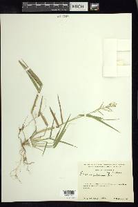 Panicum pilosum image