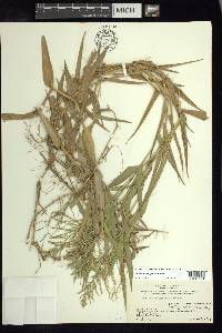 Panicum polygonatum image