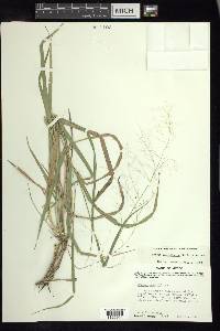 Panicum tamaulipense image