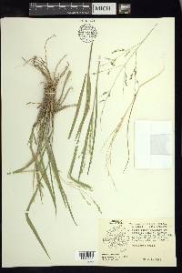 Panicum hallii image