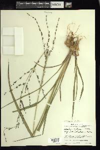 Zuloagaea bulbosa image