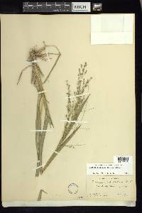 Panicum hallii var. hallii image