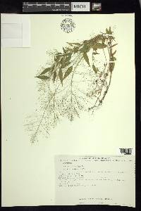 Panicum trichoides image