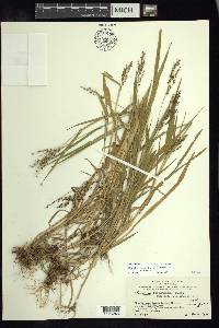 Urochloa fusca image