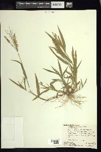 Panicum hirticaule image