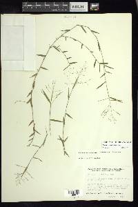 Panicum parvifolium image
