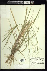 Panicum hallii image