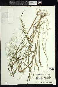 Panicum hirticaule image