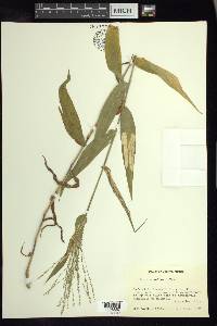 Panicum sellowii image