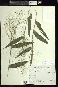 Panicum trichanthum image