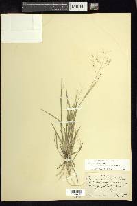 Panicum hallii image