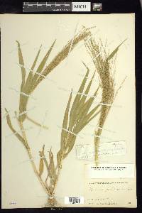 Panicum polygonatum image