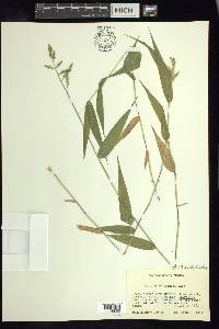 Panicum schiffneri image