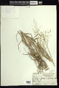 Zuloagaea bulbosa image