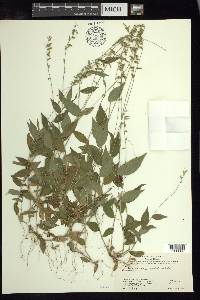 Panicum pulchellum image