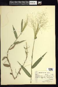 Panicum trichanthum image