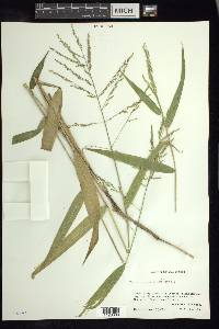 Panicum parviglume image