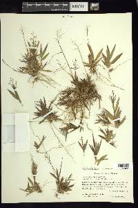 Panicum strigosum image