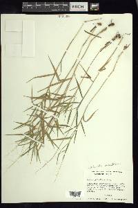 Panicum pedicellatum image