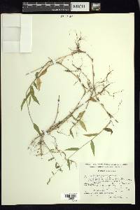 Panicum pulchellum image