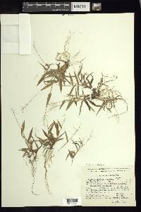 Panicum sphaerocarpon image