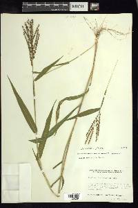 Urochloa fusca image