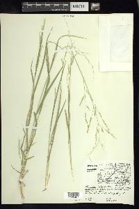 Panicum hirticaule image