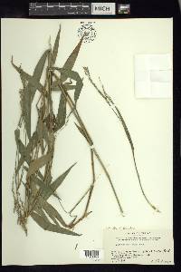 Panicum schiffneri image