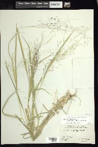 Panicum hallii var. filipes image