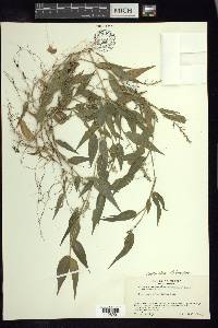 Panicum stoloniferum image