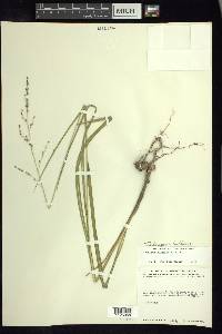 Zuloagaea bulbosa image