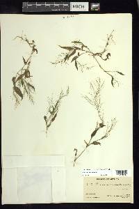 Panicum trichoides image