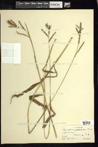 Paspalum jaliscanum image