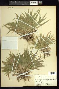 Panicum xalapense image