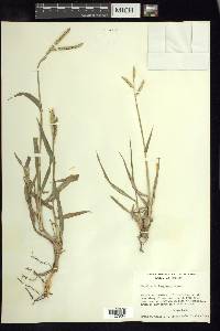 Paspalum hartwegianum image