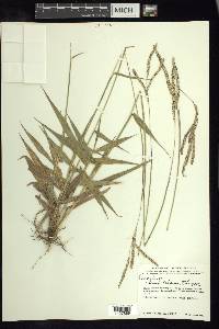 Paspalum humboldtianum image