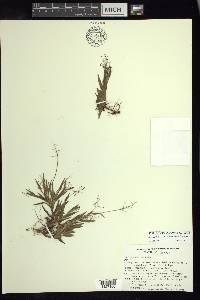 Dichanthelium laxiflorum image