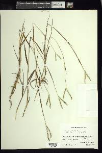 Paspalum distichum image