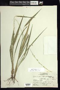 Setaria variifolia image