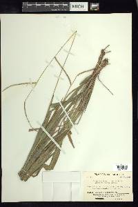 Paspalum langei image