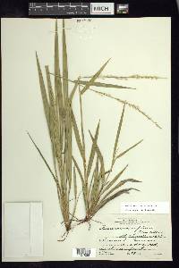 Setaria variifolia image