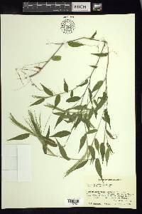 Panicum trichoides image