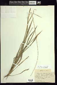 Setaria variifolia image