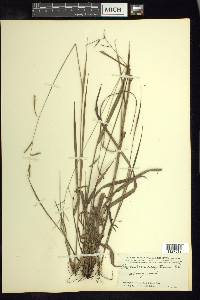 Paspalum caespitosum image