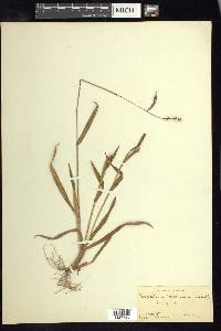 Paspalum convexum image